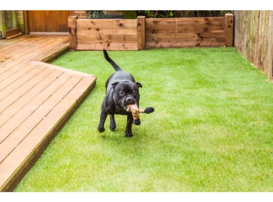 Is Artificial Grass Dog-Friendly?